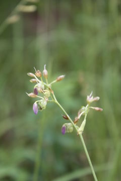 Image of Murdannia simplex (Vahl) Brenan