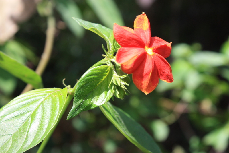 Image of Mussaenda elegans Schumach. & Thonn.