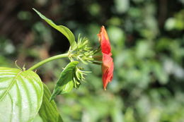 Image of Mussaenda elegans Schumach. & Thonn.