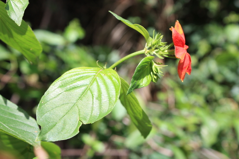 Mussaenda elegans Schumach. & Thonn. resmi