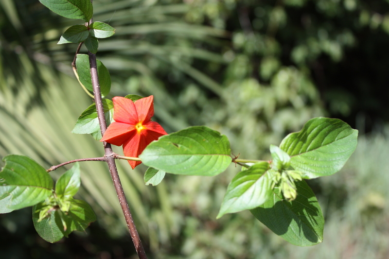 Image of Mussaenda elegans Schumach. & Thonn.