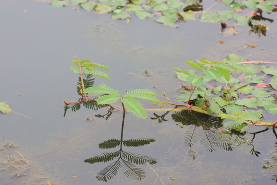 Image of Water Mimosa