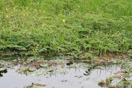 Image of Water Mimosa