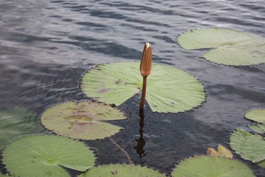 Image of Egyptian white water-lily