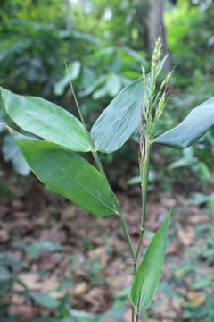 Plancia ëd Olyra latifolia L.