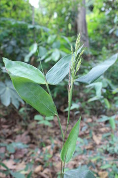 Olyra latifolia L. resmi