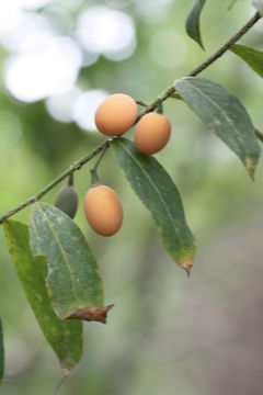 Image of Opilia amentacea Roxb.