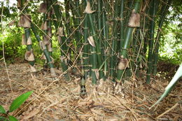 Image of Bindura bamboo