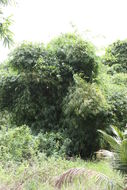 Image of Bindura bamboo