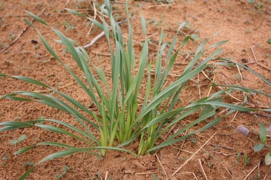 Image de Pancratium trianthum Herb.