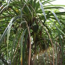 Sivun Pandanus brevifrugalis Huynh kuva