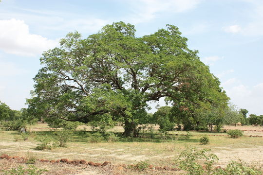 Image of African Locust Bean Tree