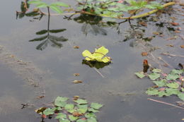 Image of water lettuce