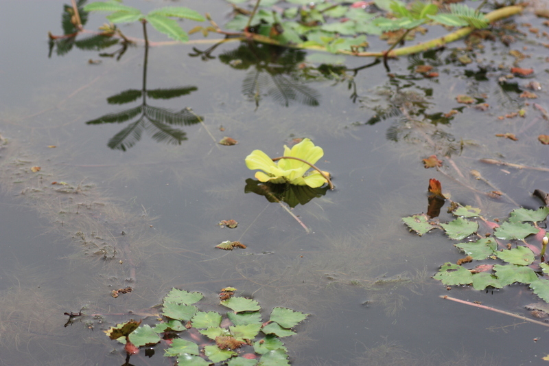 Image of water lettuce