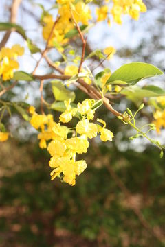 Imagem de Pterocarpus lucens Guill. & Perr.