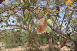 Imagem de Pterocarpus lucens Guill. & Perr.