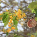 Слика од Pterocarpus lucens Guill. & Perr.