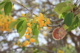 Imagem de Pterocarpus lucens Guill. & Perr.