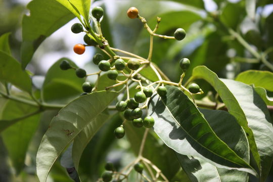 Image of poison devil's-pepper