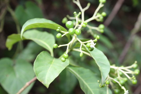 Image of poison devil's-pepper