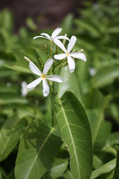 Image of Senegal saba