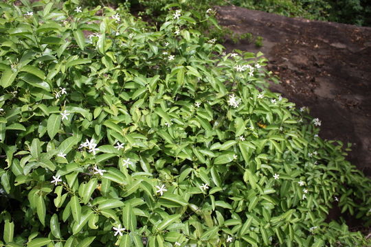 Image de Saba senegalensis (A. DC.) Pichon