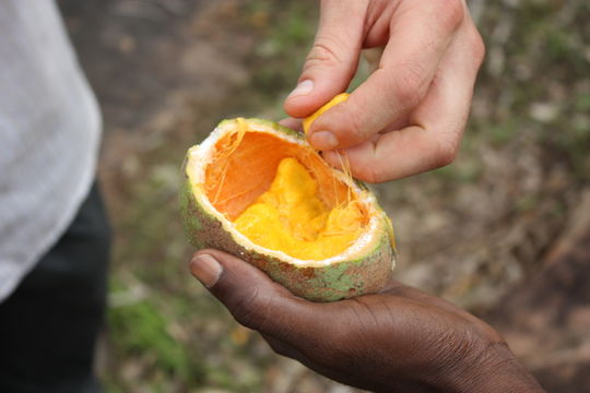 Image de Saba senegalensis (A. DC.) Pichon