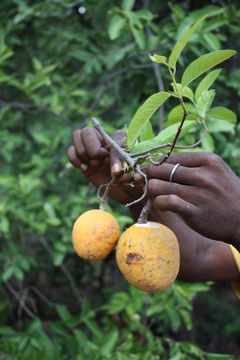 Image de Saba senegalensis (A. DC.) Pichon