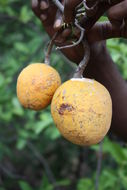 Image of Senegal saba