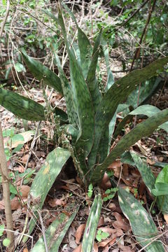 Image of Sansevieria liberica Gérôme & Labroy