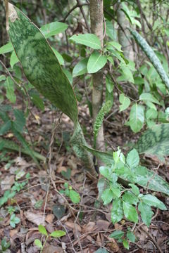 Image of Sansevieria liberica Gérôme & Labroy