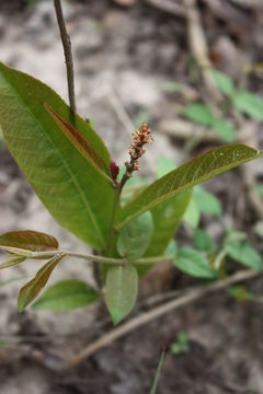 Image of Excoecaria grahamii Stapf