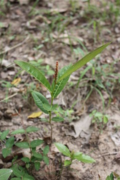 Image of Excoecaria grahamii Stapf