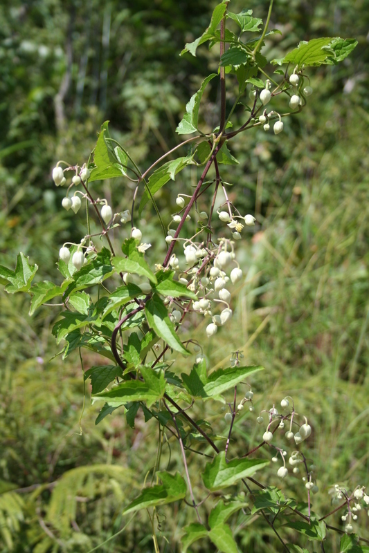 Clematis hirsuta Guill. & Perr.的圖片