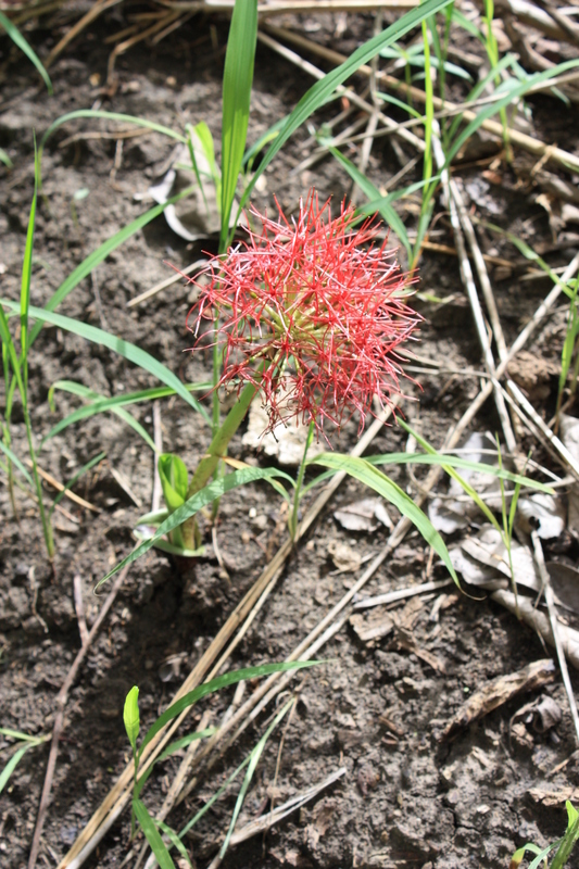 Image of Katherine Blood-lily