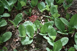 Imagem de Scadoxus multiflorus (Martyn) Raf.