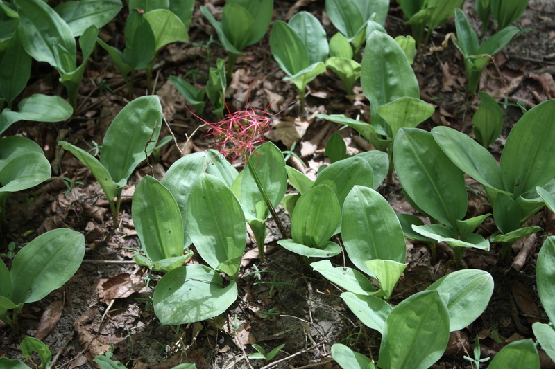 Image of Katherine Blood-lily