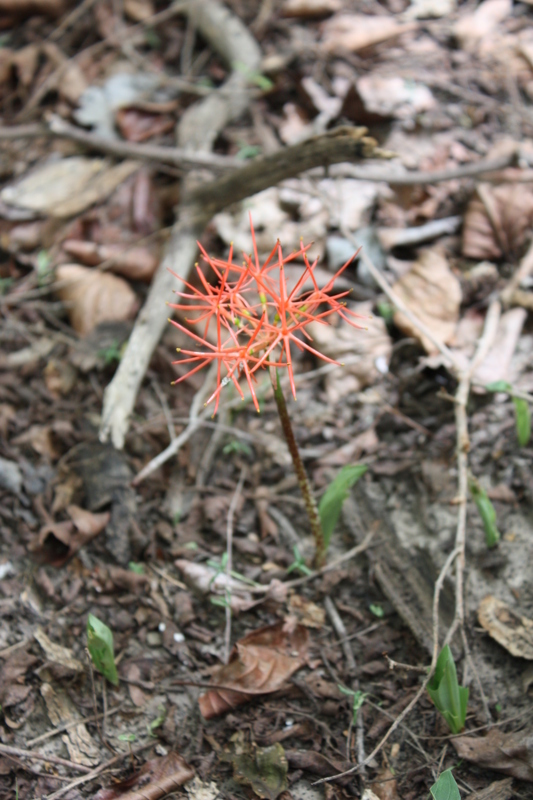 Image of Katherine Blood-lily