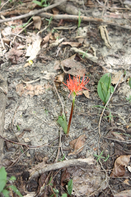 Image of Katherine Blood-lily