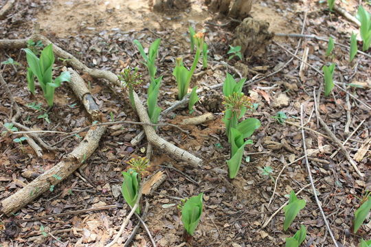 Imagem de Scadoxus multiflorus (Martyn) Raf.