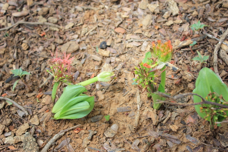 Image of Katherine Blood-lily