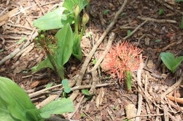 Image of Katherine Blood-lily