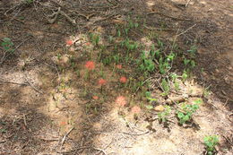 Image of Katherine Blood-lily