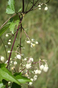 Clematis hirsuta Guill. & Perr.的圖片