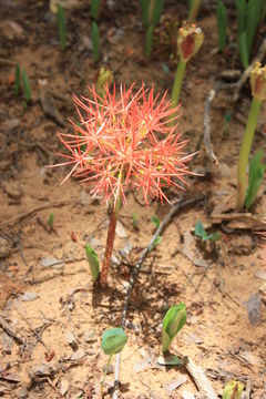 Imagem de Scadoxus multiflorus (Martyn) Raf.