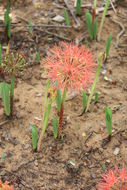 Image of Katherine Blood-lily