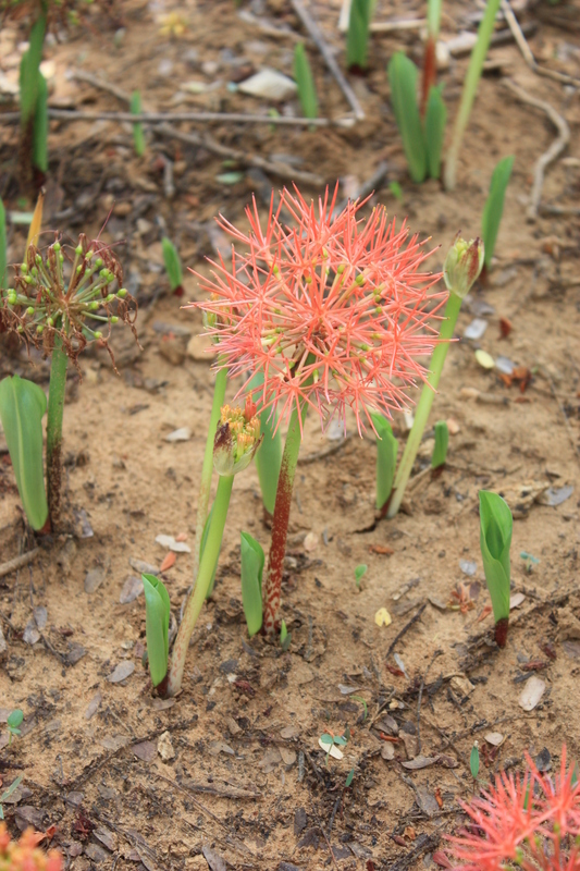 Imagem de Scadoxus multiflorus (Martyn) Raf.