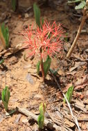 Image of Katherine Blood-lily