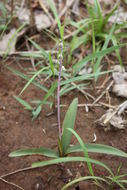 Image of Ledebouria sudanica (A. Chev.) Burg