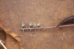 Image of Ledebouria sudanica (A. Chev.) Burg